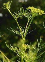 Aceite de asafétida 4%